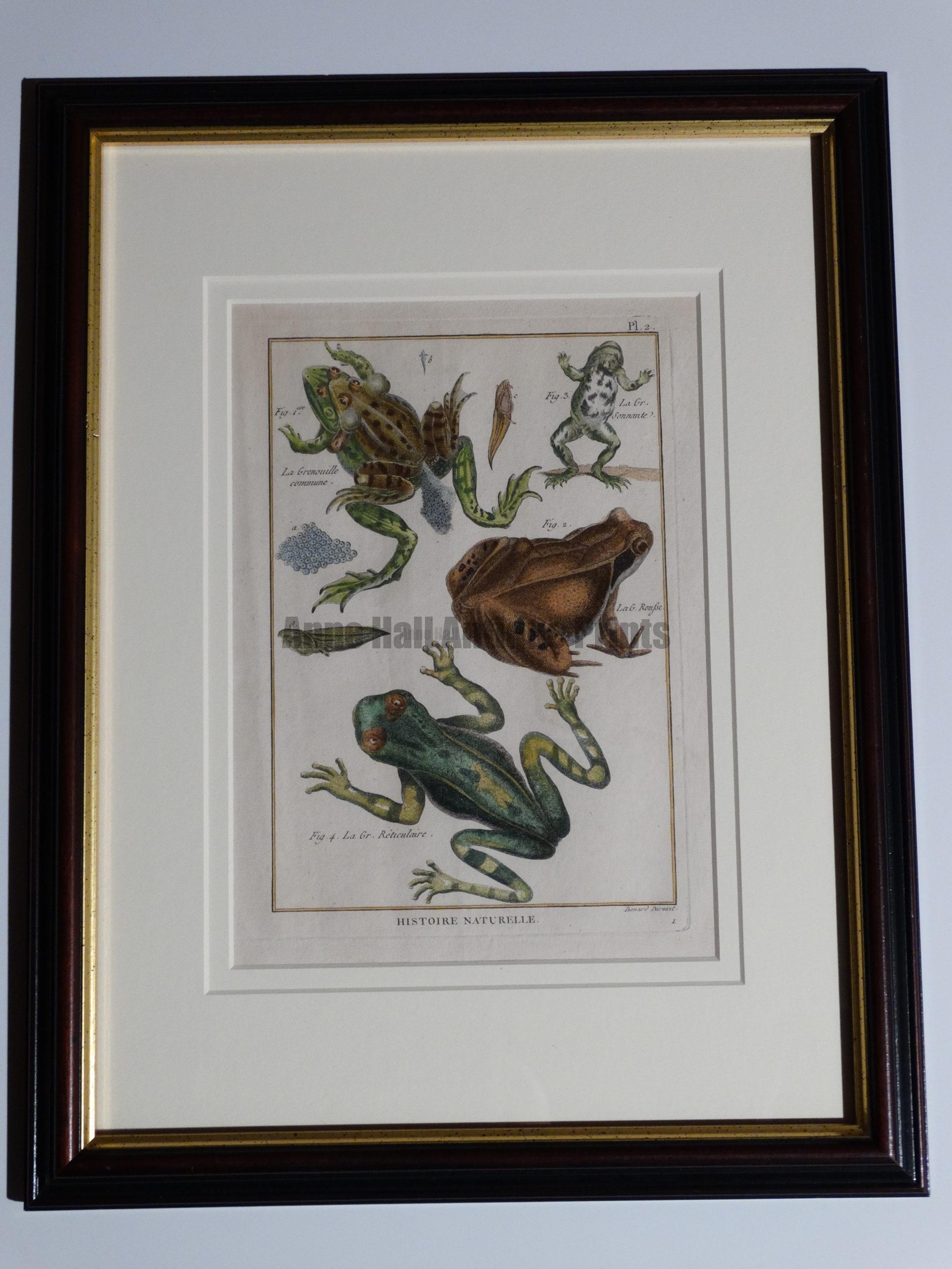 Original Vintage Toad Frog Fishing Drawing Illustration Antique Framed &  Matted