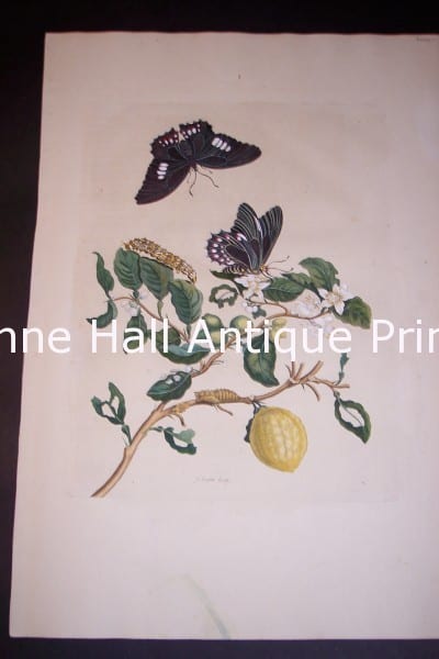 1730 Maria Sybilla Merian Insects of Surinam