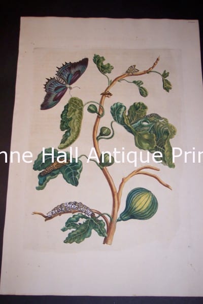 1730 Maria Sybilla Merian Figs from Insects of Surinam