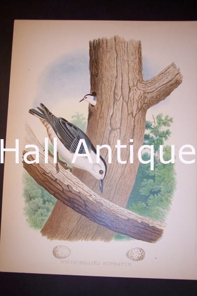Thomas Gentry American Bird Chromolithograph 9 1/4 x 12" from 1888. 0212, Deption of a charming Nuthatches in a tree.