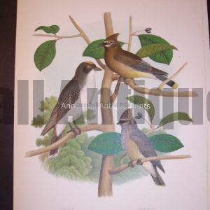 Thomas Gentry Bird Chromolithograph Waxwings and Kingbird