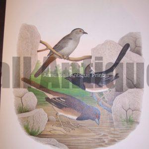 Thomas Gentry Bird Chromolithograph Catbird and Towhee Buntings $45.