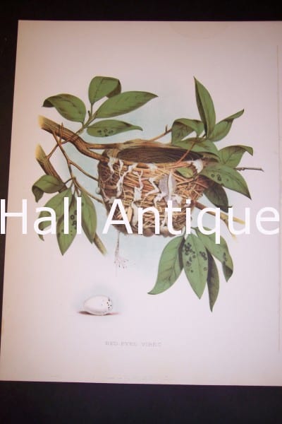 Representative historic & vintage, 140 years old artwork, Thomas Gentry, of the Red Eyed Vireo. Birds Nests Eggs of American species. A chromolithograph.  