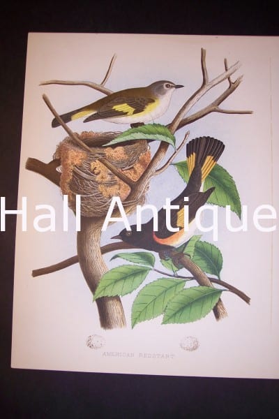Thomas Gentry Chromolithograph from 1882 American Redstart 0222 100.