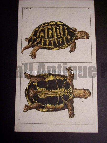 Wilhelm turtle illustration 388