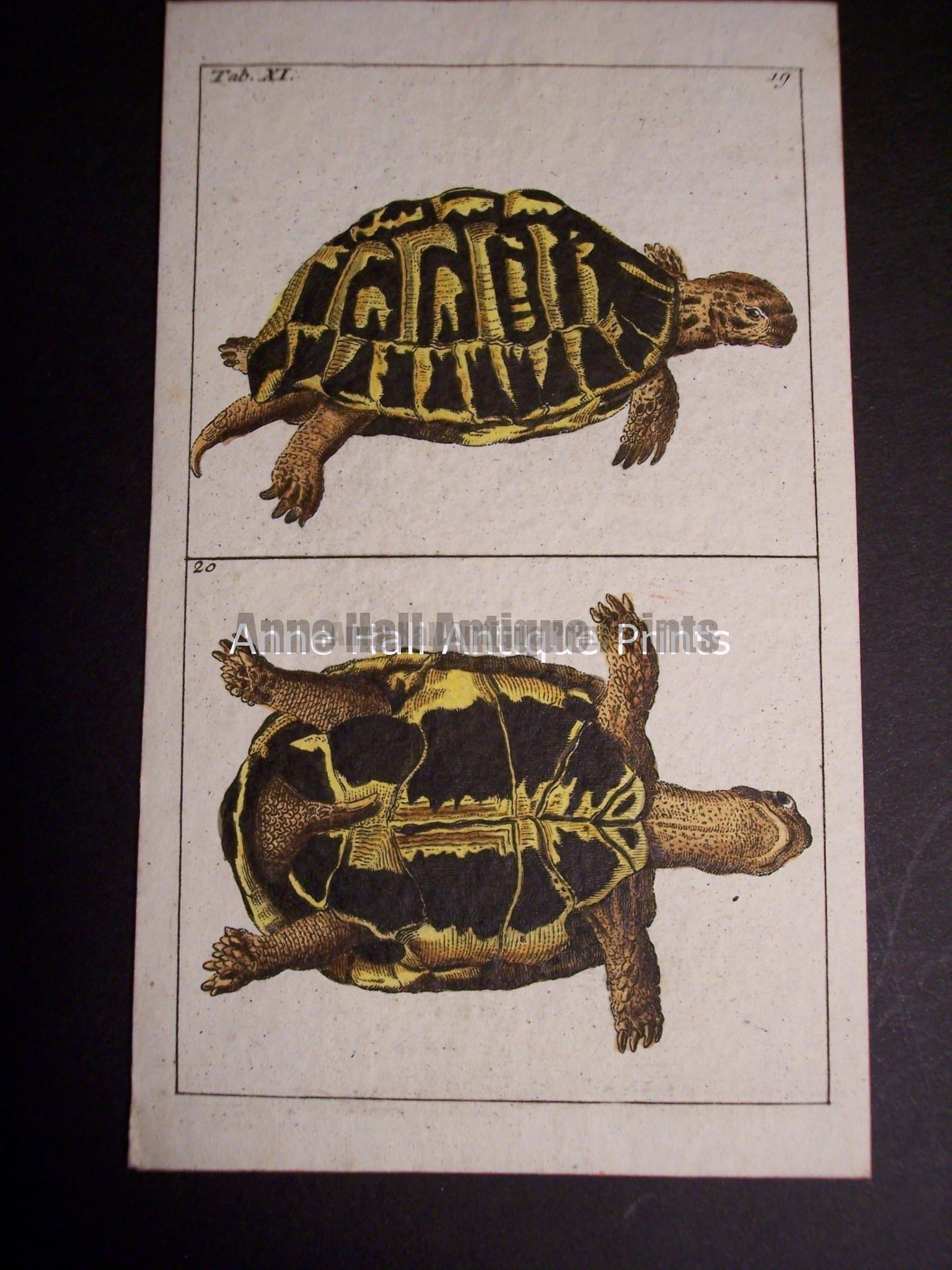 Matamata Print 1865 Original Antique Reptiles Engraving Written Tortoise Striped Tortoise Antique Turtle print Hand Colored Engraving