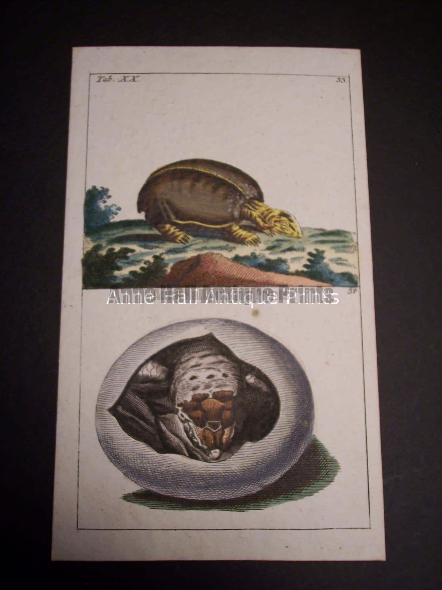 Wilhelm sea life print turtles 0389