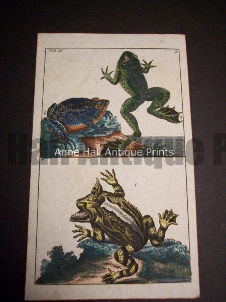 Wilhelm Frog Print 391