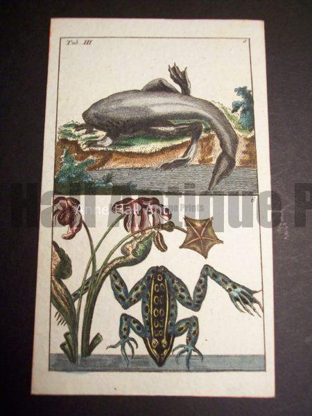 Wilhelm Frog Print 392