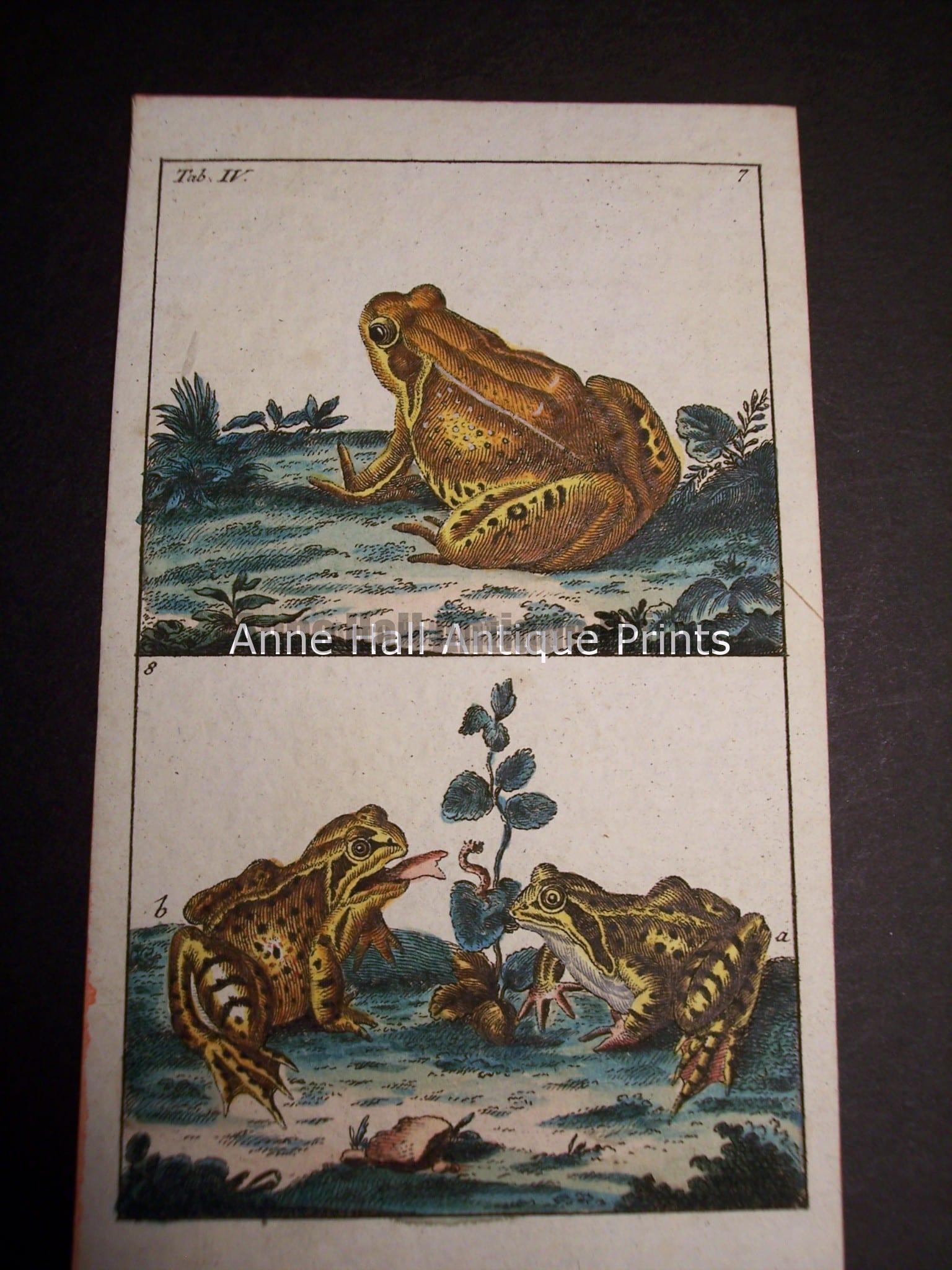 Wilhelm Frog Print 393