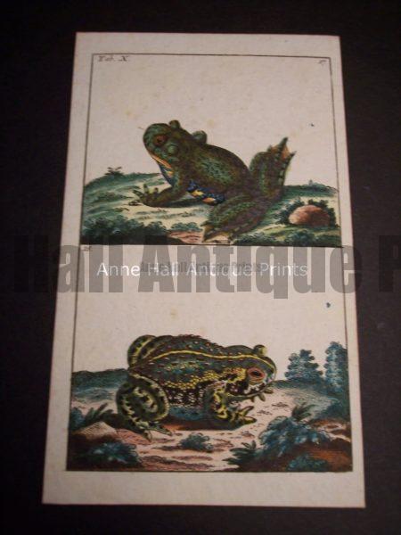 Wilhelm Frog Hand Colored Engraving 0394 $75.