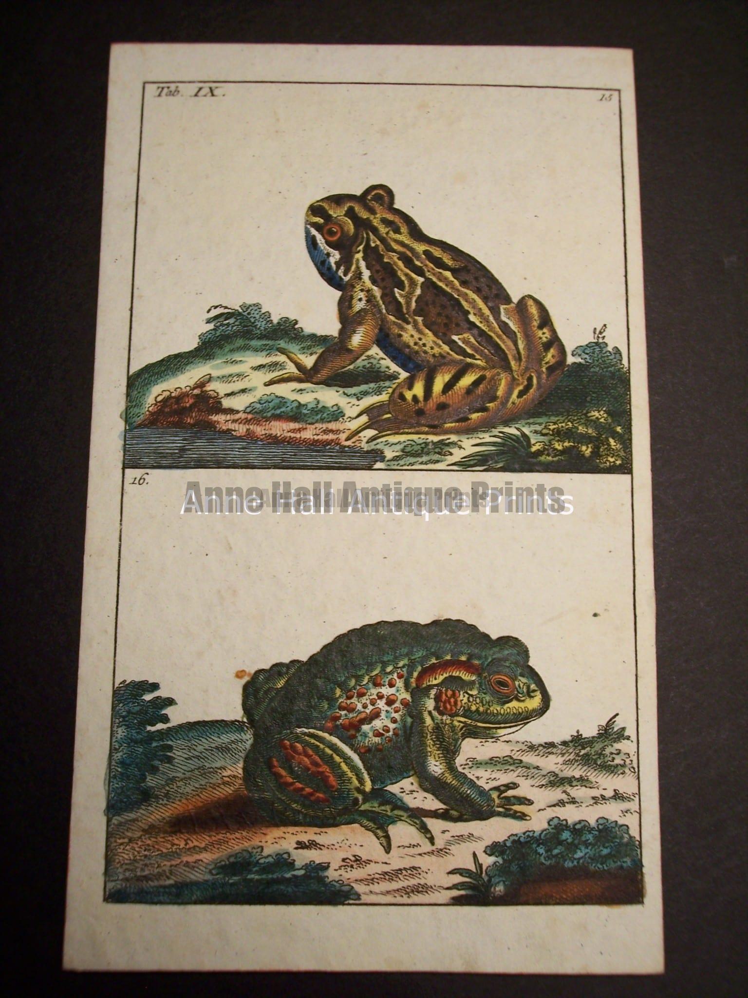 Wilhelm Frog Print 395