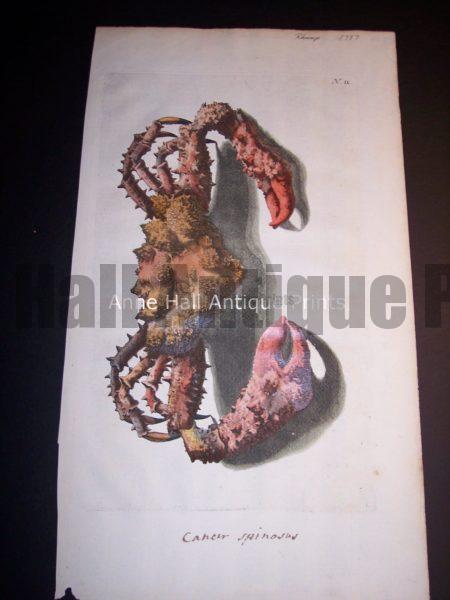 Rhumph's Crab Print 100_0400 $750.