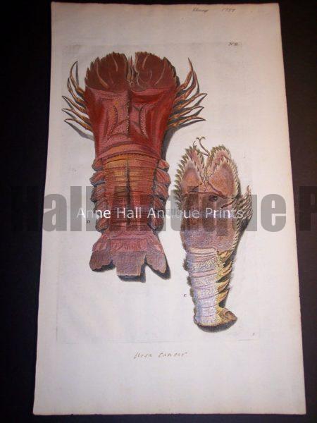Rhumph Sea Life Print from c. 1730 of Lobsters 100_0401 750.