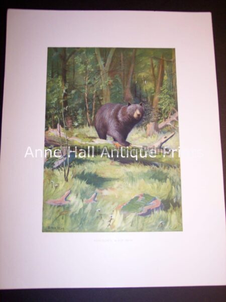 This old print of a North American Black Bear was published c.1900 by the New York Fish and Game Commission.  It is a photo lithograph. Published in NY c.1900.