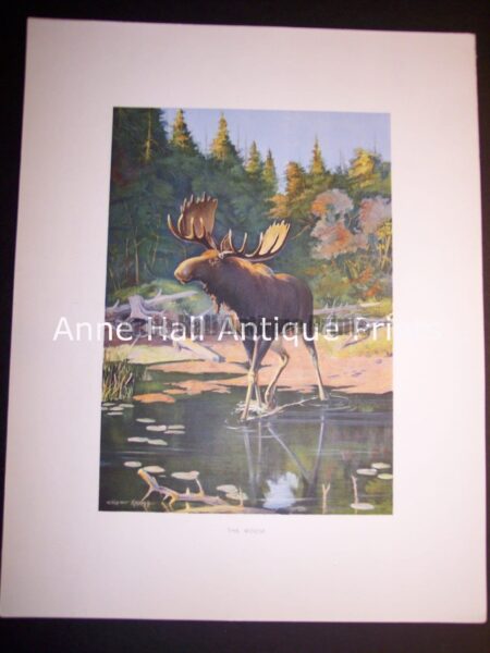  This old print of a Moose was published c.1900 by the New York Fish and Game Commission.  