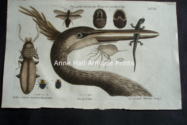 Mark Catesby Heron head, with close-ups of what he eats, including bugs and small amphibians. 108 Ardea Cristada Maxiima