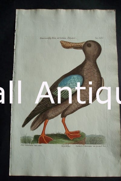 Mark Catesby Duck Plate from the 1700's, a wonderful depiction of anas. 