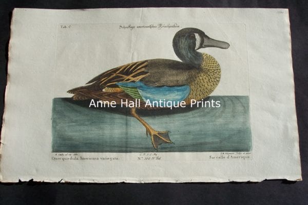 Mark Catesby Duck Plate of an American duck swimming, Americana Variegata.