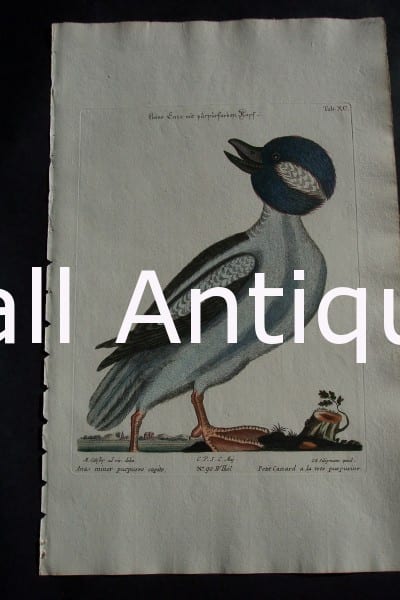 Mark Catesby Anas Minor Purpuree Capite 90. Wonderful depiction, large buffle head on the duck, head is turned.