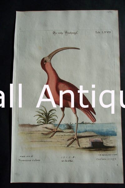 Mark Catesby Corlieu Rouge LXVIII, the Scarlet Ibis or in Latin Eudocimus ruber is a Carribean and South American bird.