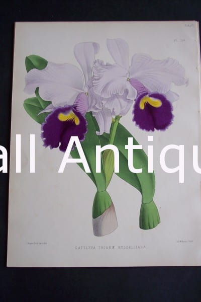 Cattleya Trianae Russelliana. Circa 1885. Warner Orchid Album. English hand colored lithograph of orchids.