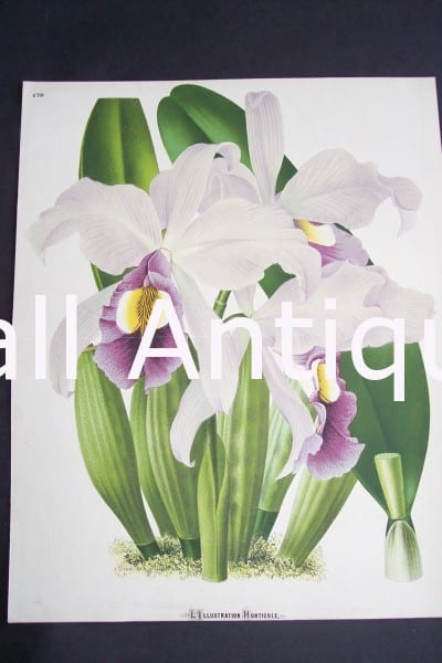 Orchid Print from Belgium