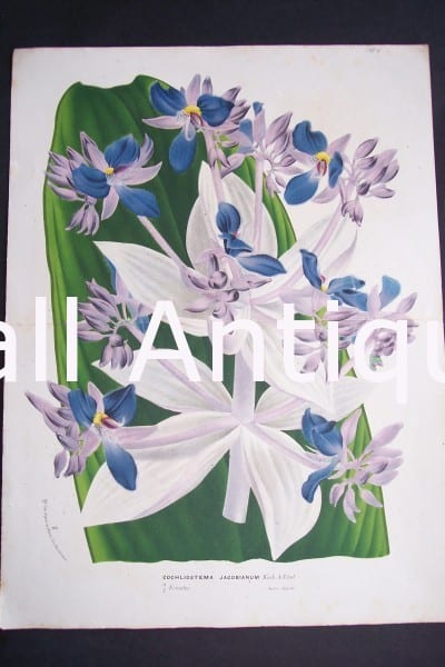 Van Houtteano Orchid Print from Belgium