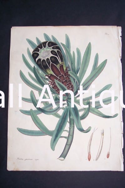 Protea Speciosa print by Andrews Protea $150.