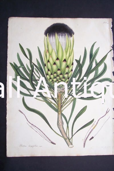 Protea Longifolia print by Andrews Protea. $150.
