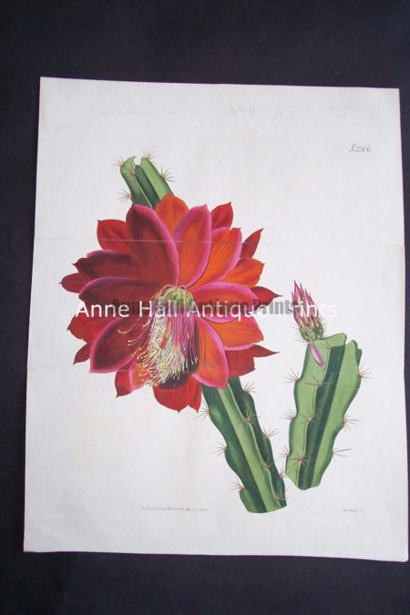 Antique engraving of red cactus in bloom. Highly detailed water coloring..