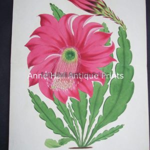 Antique watercolor engraving of Christmas Cactus in bloom.Epiphyllum Splendidum $125