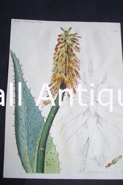 Aloe Plants illustrated through the lost art of engraving botanical illustration.