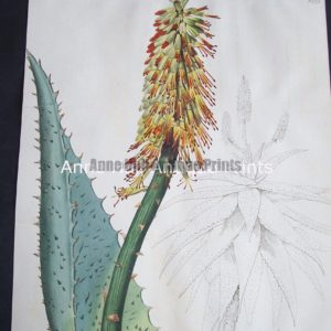 Aloe Plants illustrated through the lost art of engraving botanical illustration.