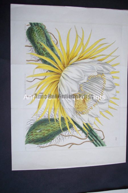 Great hand colored engraving of large cactus bloom from the 1800's.Yellow Cacti $125
