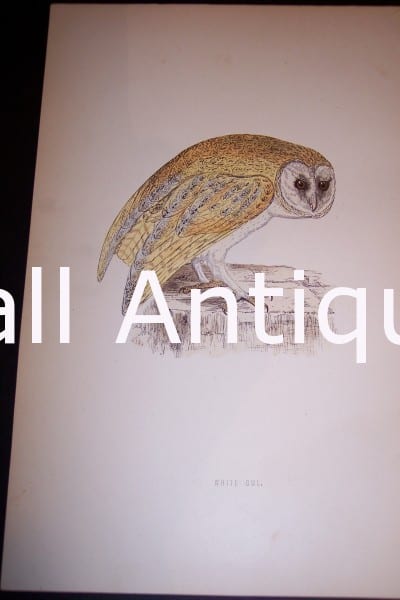 Antique owl engraving