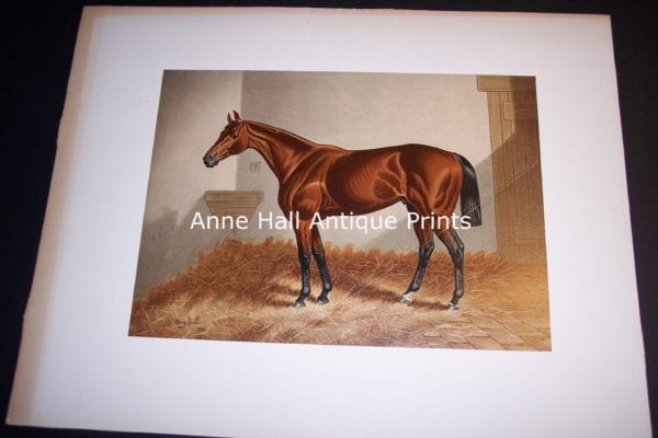 Henry Stull Horse Print