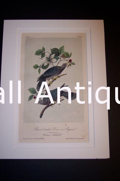 JJ Audubon Birds Lockwood 1870