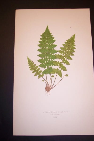 Cystopteris LXV Old Fern Chromolithograph Pl.65