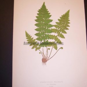 Cystopteris LXV Old Fern Chromolithograph Pl.65