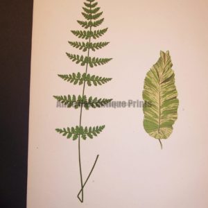 Cystopteris LXIV Old Fern Chromolithograph Pl.44