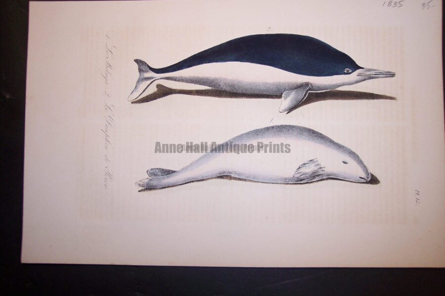 Beluga Whale hand colored lithograph from 1835. Some off setting. Pl.15 $85.