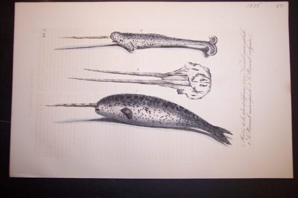 Narwhal Whale, unicorn and two horned, hand colored lithograph from 1835. Very little offsetting. Pl.9 $85.