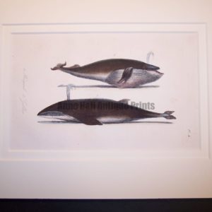 Original print or bookplate of whale: circa 1835 lithograph hand colored.