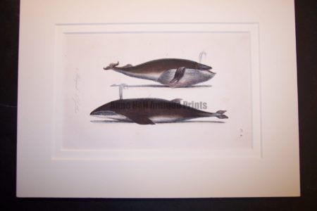 Original print or bookplate of whale: circa 1835 lithograph hand colored.
