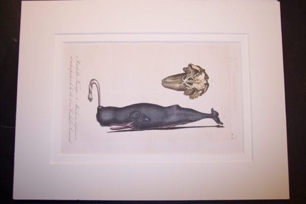 Humpback Whale spouting (sold)