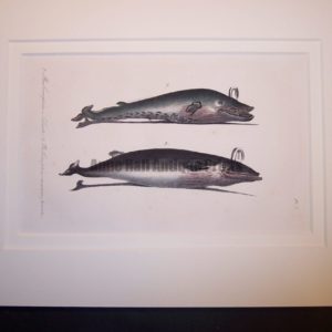 old lithograph of baleen whales, both are spouting.