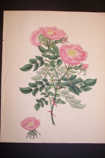 Andrews, antique, Rose Engraving 82. Rosa Eglanteria Marmorea.
