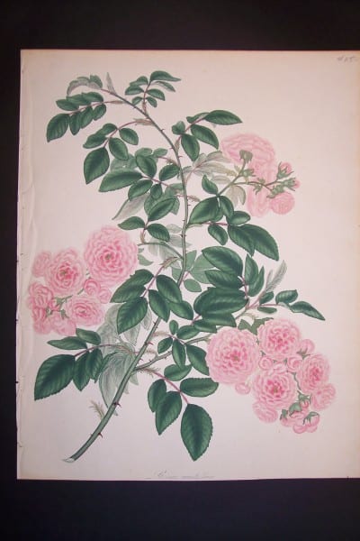 Andrews, antique, Rose Engraving 83. Rosa Multiflora.