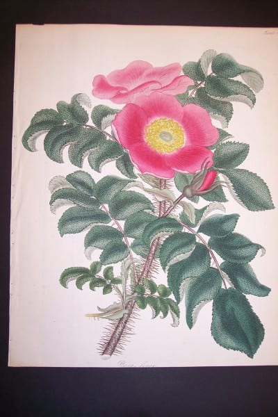 Andrews Exquisite Rose Engraving 87. Rosa Ferox.